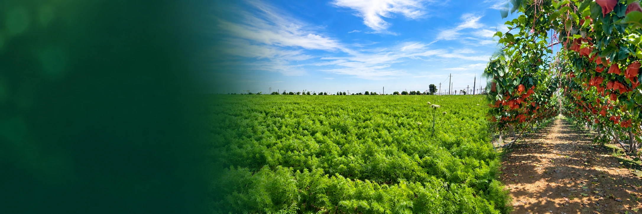 Growing fields and orchard in the supplied banner design