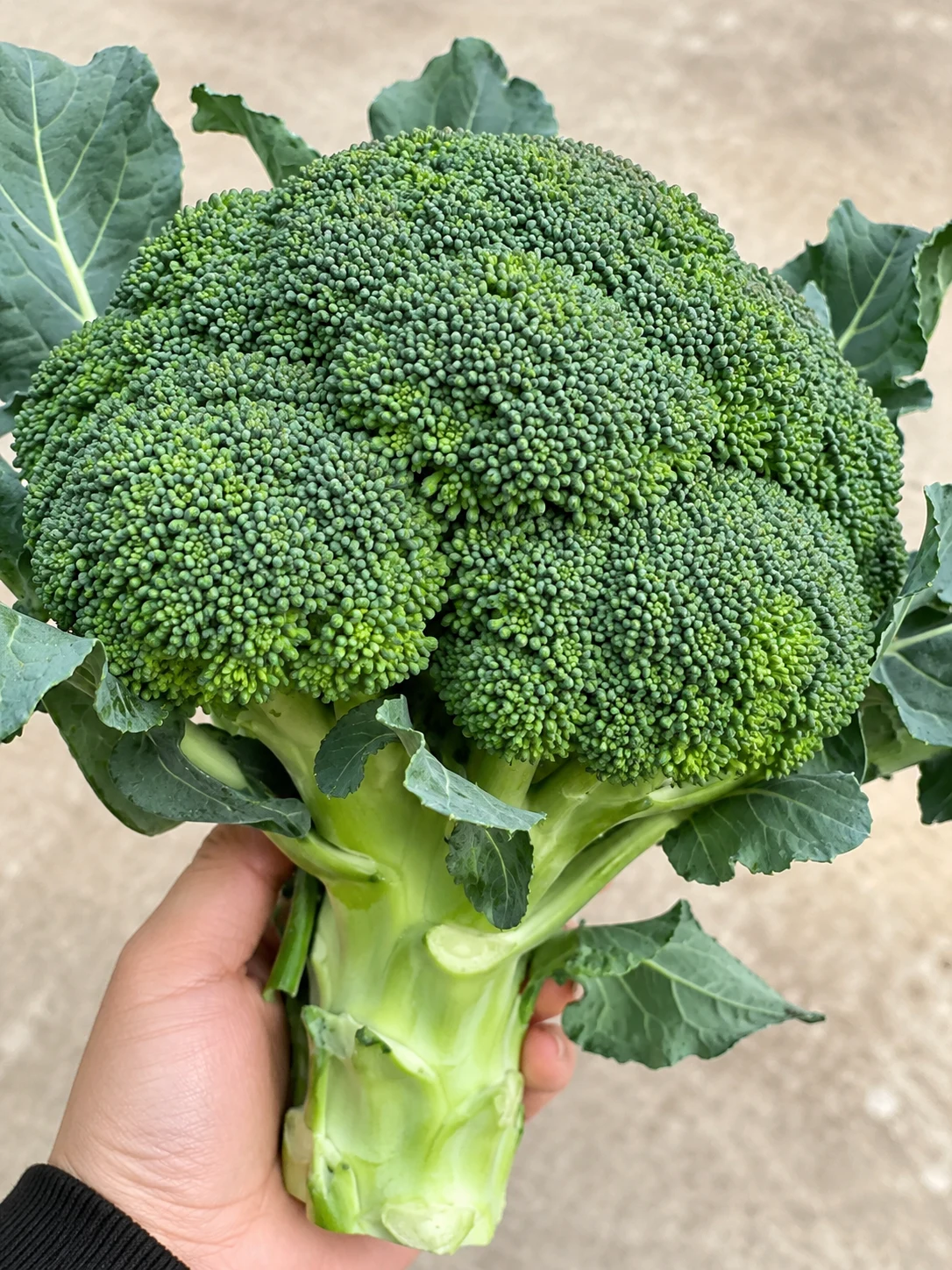 Broccoli company-supplied retouched product photograph
