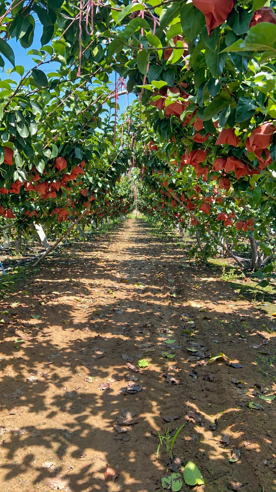 Company-supplied retouched citrus orchard photograph