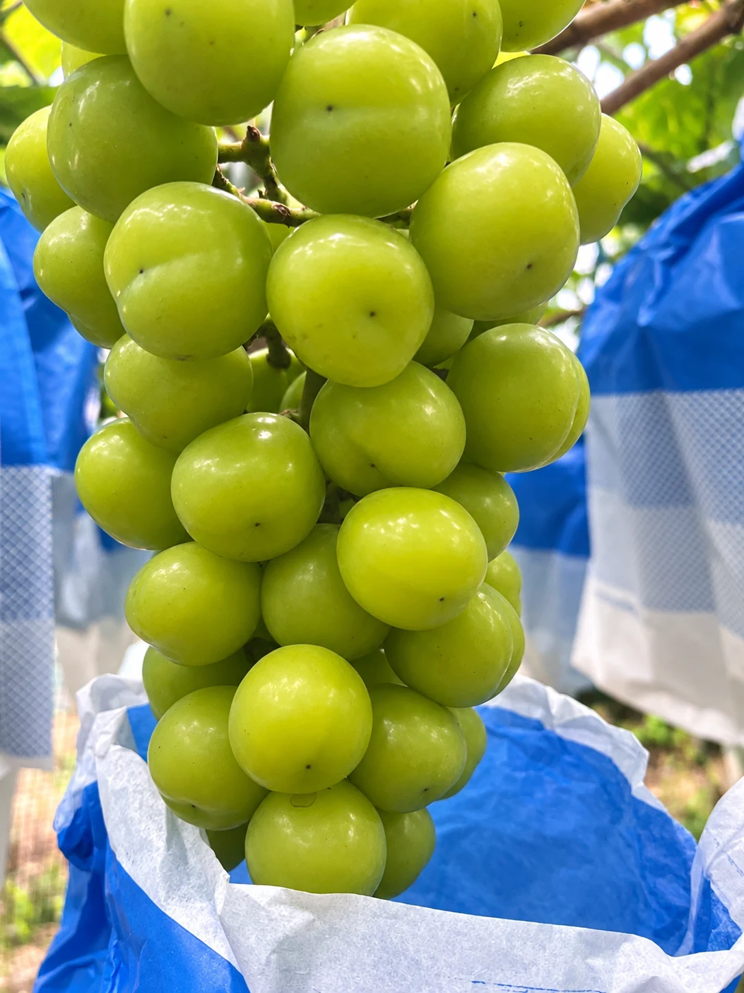 Grapes company-supplied retouched product photograph