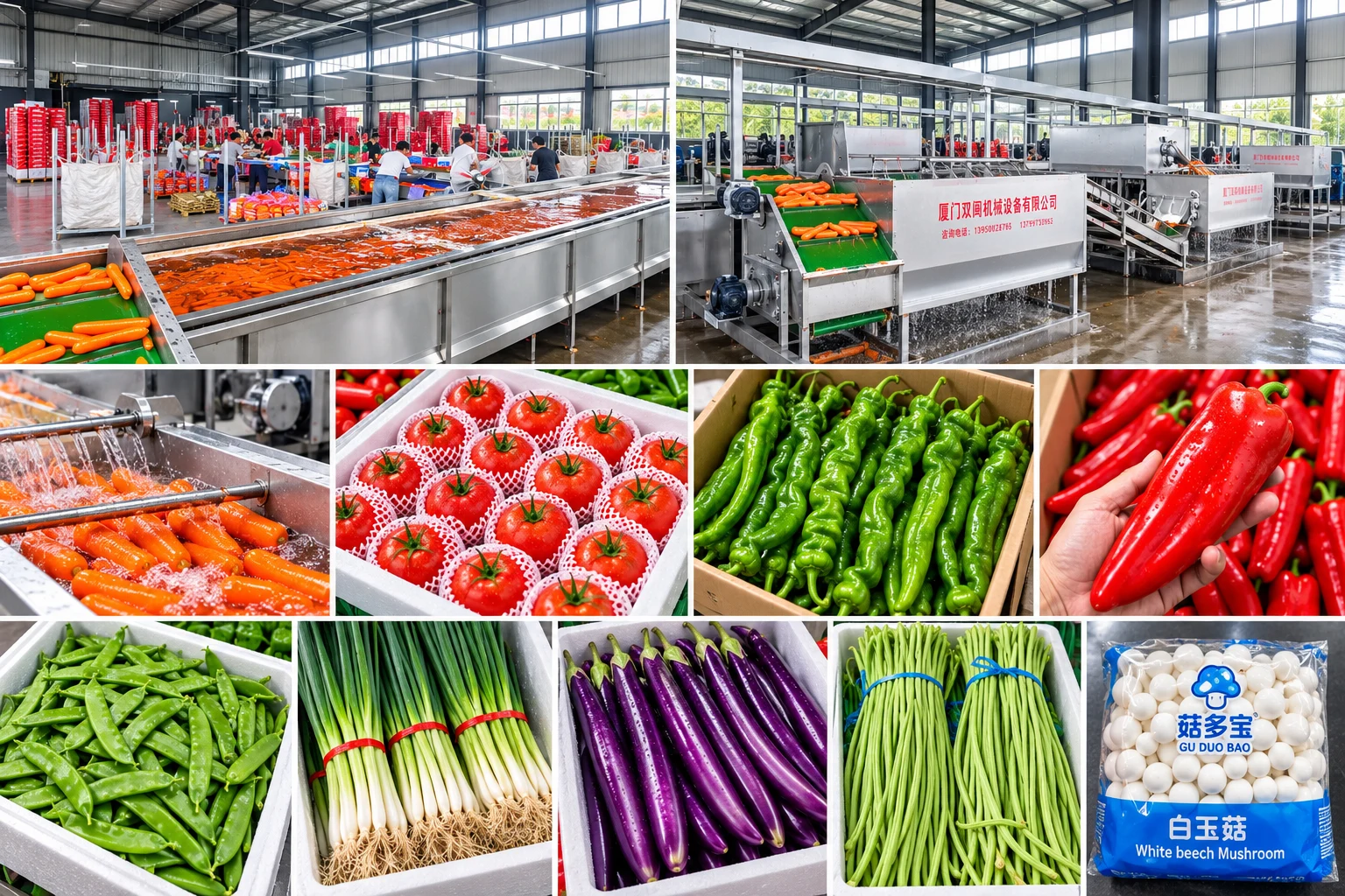 Vegetable sorting facilities and fresh vegetable selection