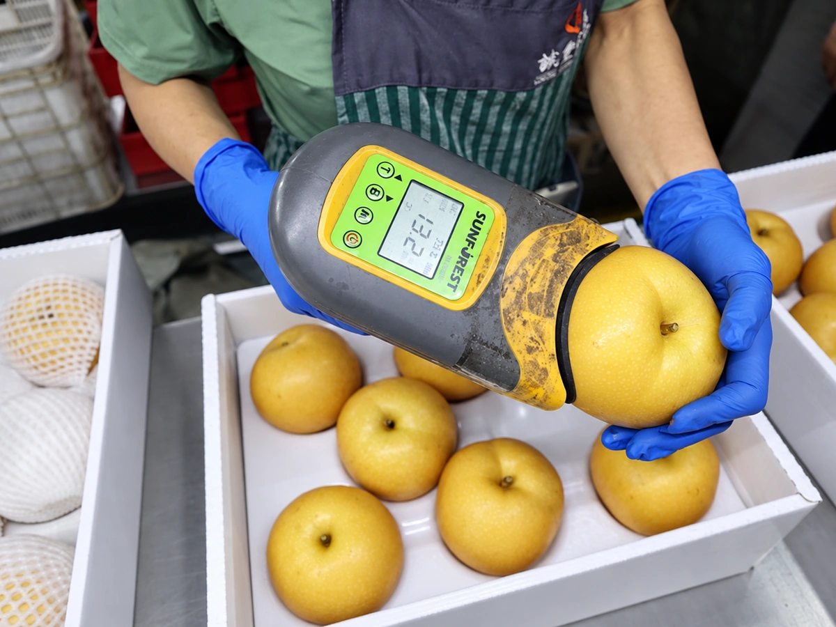 Reference photograph: gloved worker checking a pear with a handheld meter