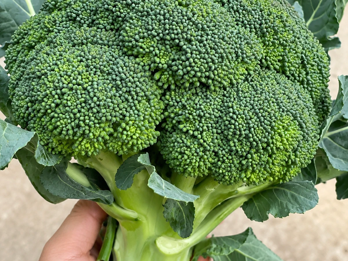 Broccoli