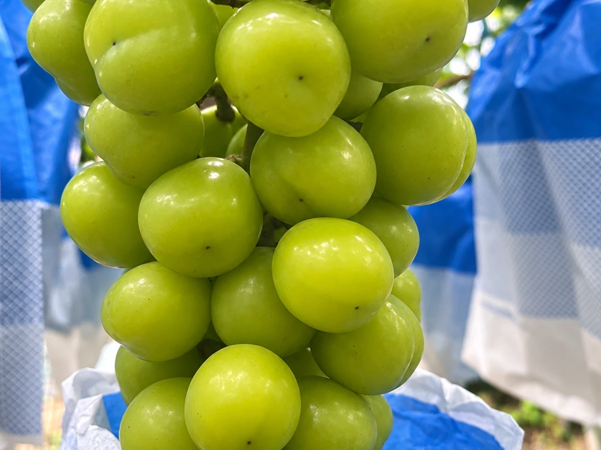 Grapes