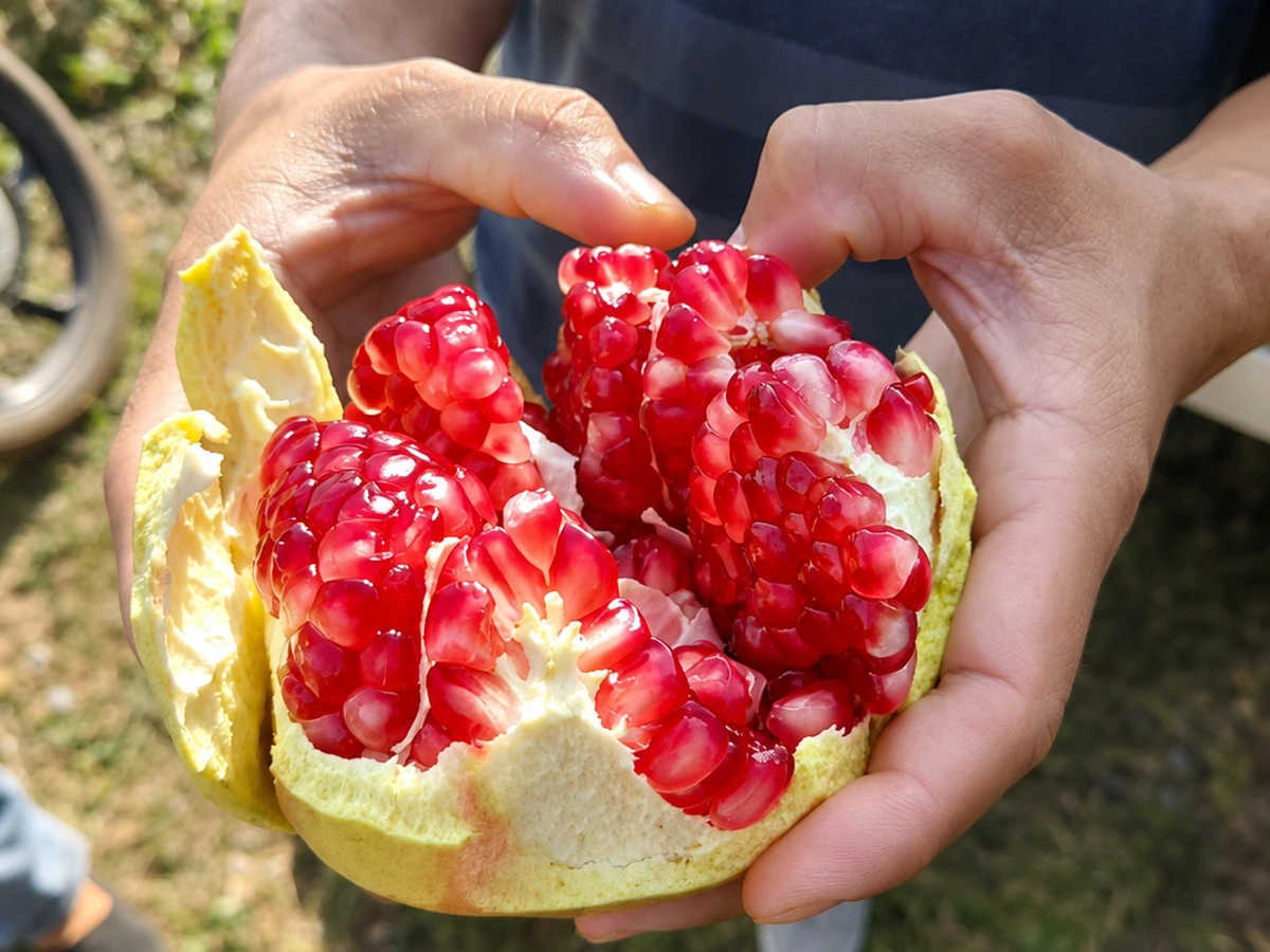 Pomegranates