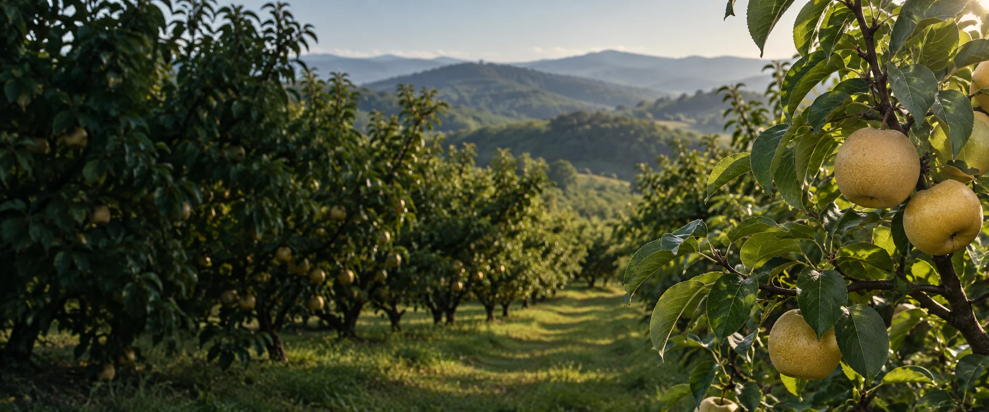 Illustrative pear orchard with fruit branches and a grassy aisle